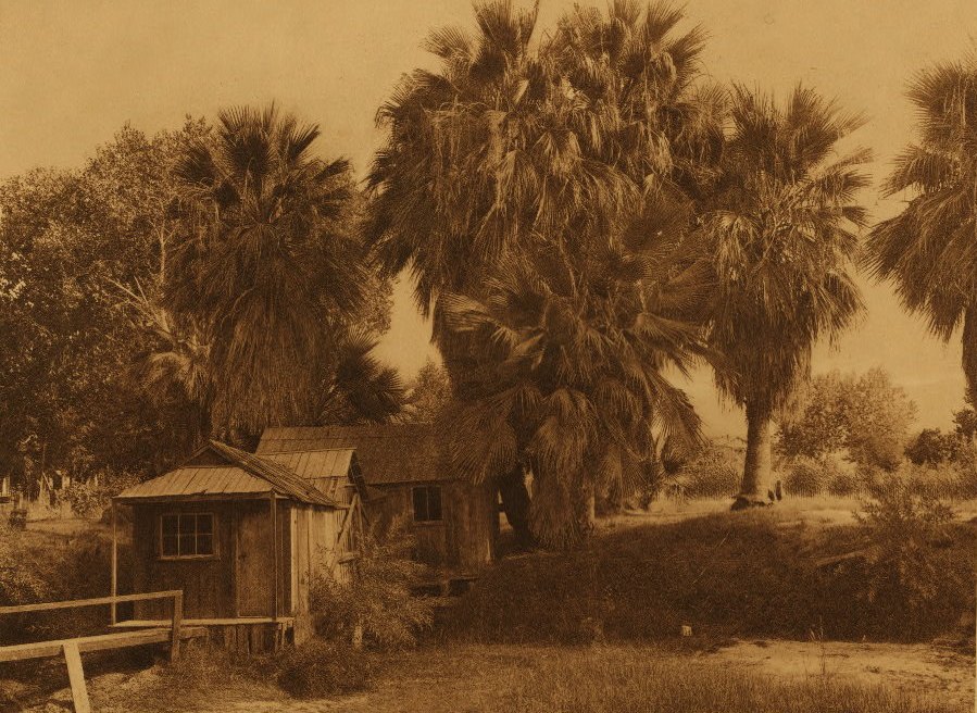 Cahuilla houses among fan palms at Palm Springs, photographed in 1924